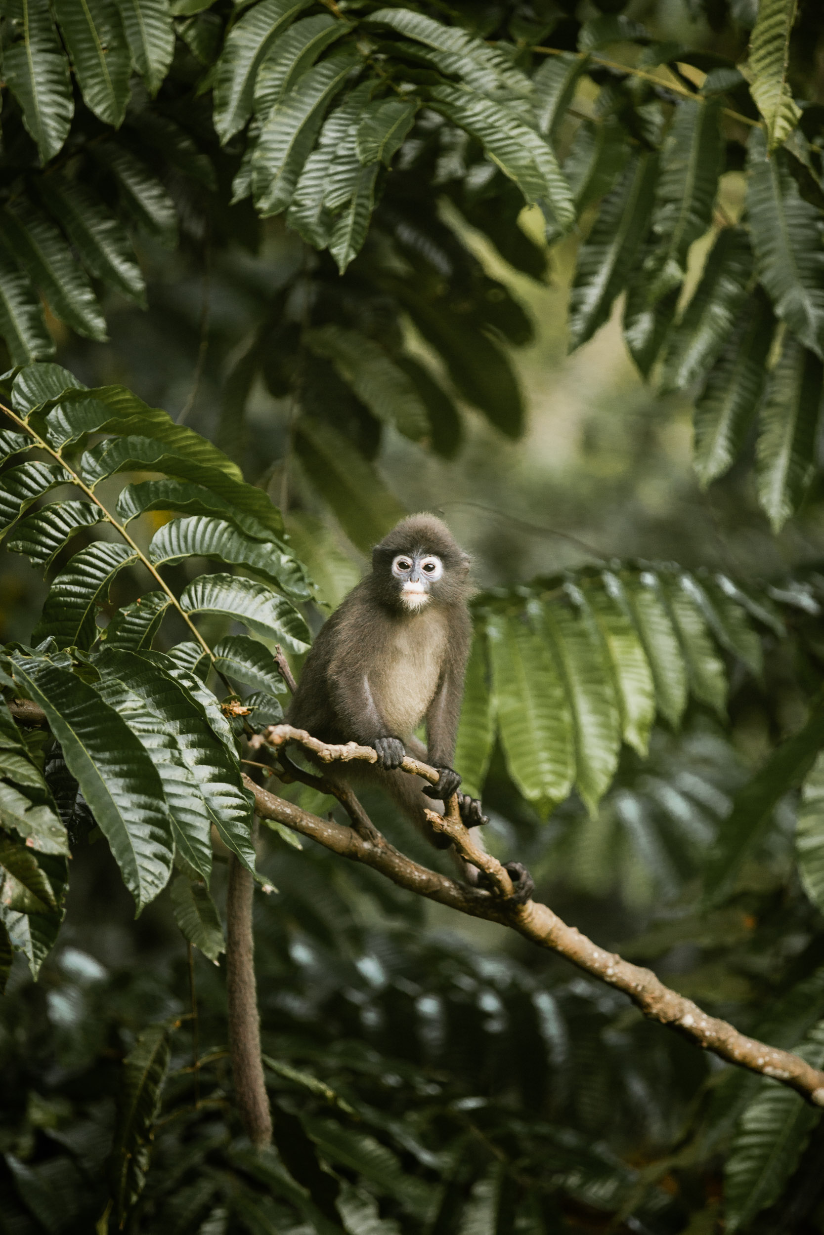 The Datai, Langkawi